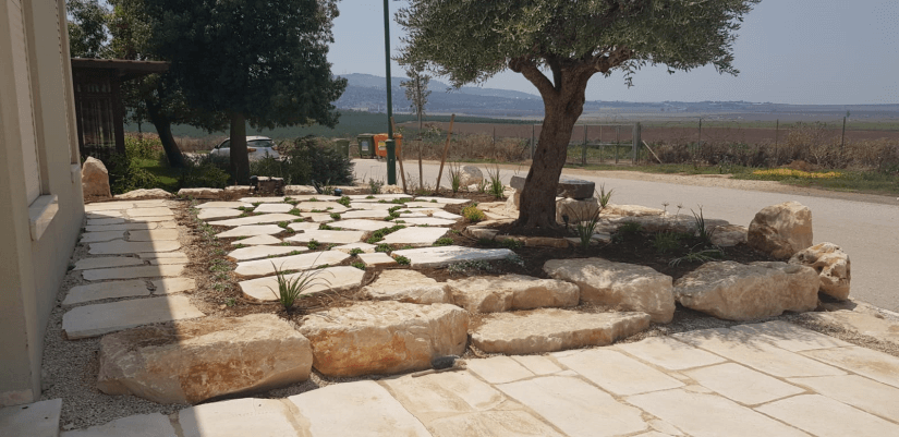 משטח מאבני מדרך ודיכונדרה